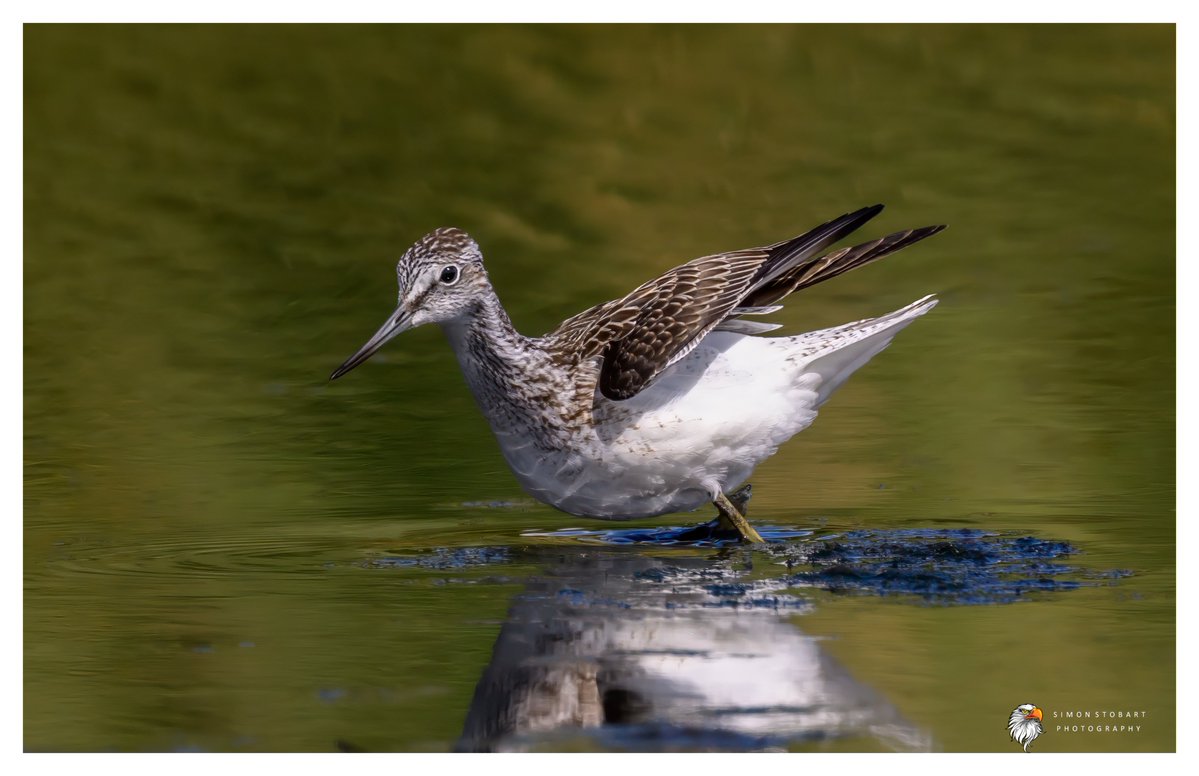 πππ’π€π£ ππ©π€πππ§π© π¦π¦π¦ (@sherburnsi) on Twitter photo Greenshank at Margrove Ponds the other day.
<a href="/teesbirds1/">teesbirds</a>
<a href="/teeswildlife/">Tees Wildlife</a>
<a href="/DurhamBirdClub/">Durham Bird Club</a>
<a href="/Natures_Voice/">RSPB</a>
<a href="/NatureUK/">NatureUK</a>
<a href="/WildlifeMag/">BBC Wildlife</a>
<a href="/BBCSpringwatch/">BBC Springwatch</a>
<a href="/NTBirdClub/">Northumberland & Tyneside Bird Club</a>
<a href="/UKNikon/">Nikon UK & Ireland</a>
#naturephotographyday #birds #wildlifephotography Greenshank at Margrove Ponds the other day.
<a href="/teesbirds1/">teesbirds</a>
<a href="/teeswildlife/">Tees Wildlife</a>
<a href="/DurhamBirdClub/">Durham Bird Club</a>
<a href="/Natures_Voice/">RSPB</a>
<a href="/NatureUK/">NatureUK</a>
<a href="/WildlifeMag/">BBC Wildlife</a>
<a href="/BBCSpringwatch/">BBC Springwatch</a>
<a href="/NTBirdClub/">Northumberland & Tyneside Bird Club</a>
<a href="/UKNikon/">Nikon UK & Ireland</a>
#naturephotographyday #birds #wildlifephotography