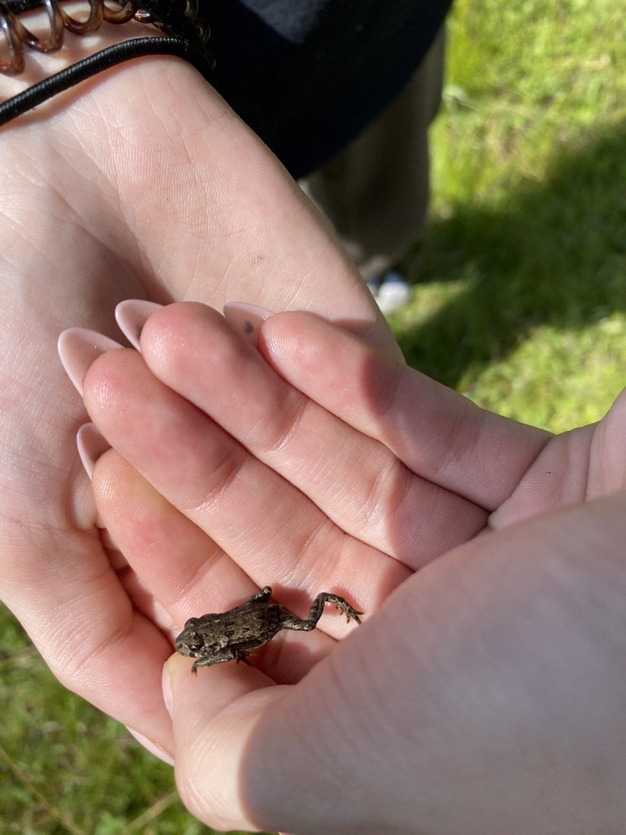 tarantulagrl's tweet photo. Frog 🐸 https://t.co/3GGVuti7id