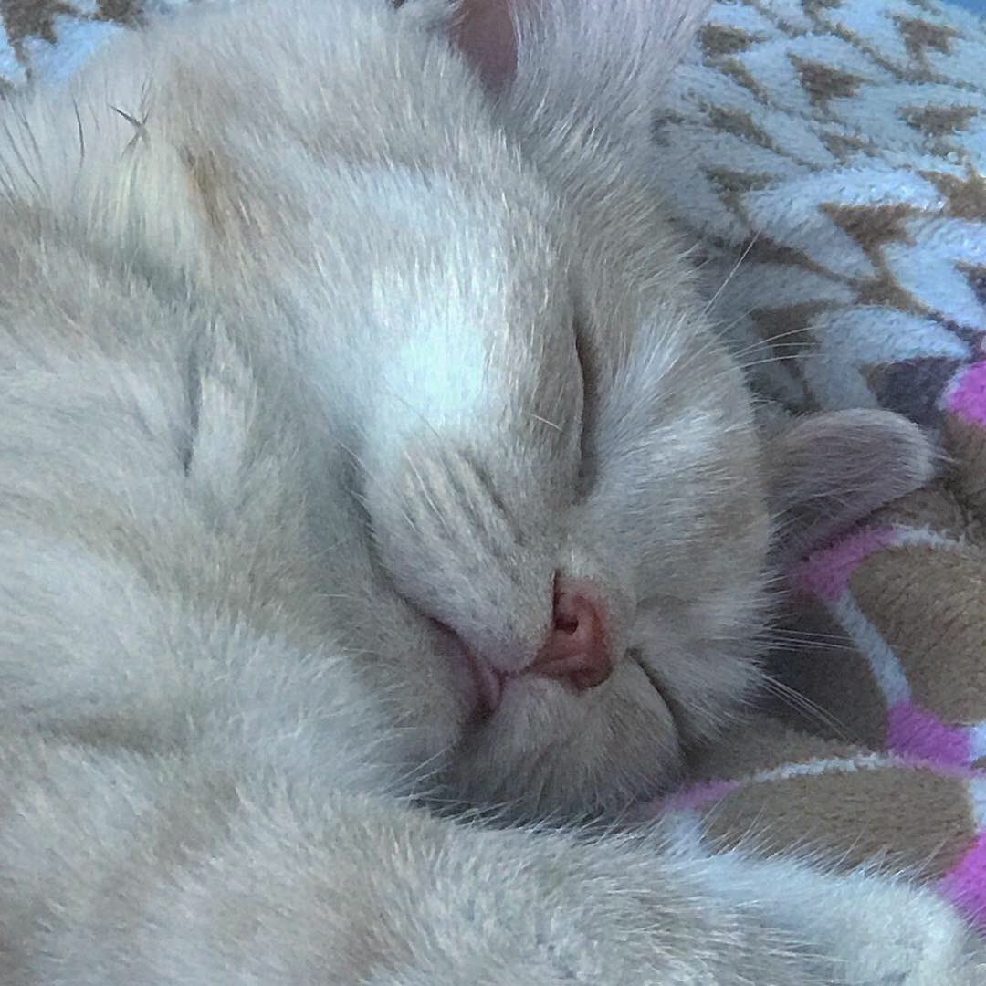 밍키✨ tweet media