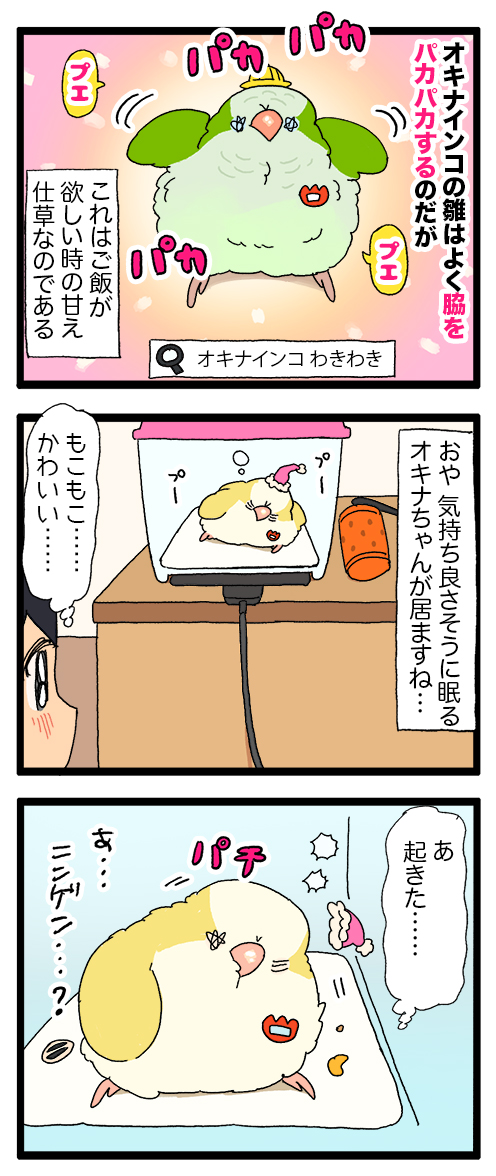 オキナインコの雛ちゃん、寝起きにだんだんパカパカのプエプエになってゆく🐣

2143 #えるポピの絵日記かくところ 