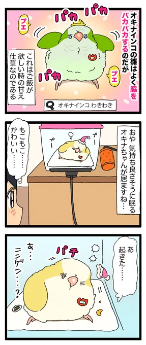 オキナインコの雛ちゃん、寝起きにだんだんパカパカのプエプエになってゆく🐣

2143 #えるポピの絵日記かくところ 