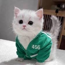 Merhaba dostlar ben joaomarioc yine ve de yine hesabım kapatıldı,seven sayan dostlar RT,ment atarsa makbule geçer