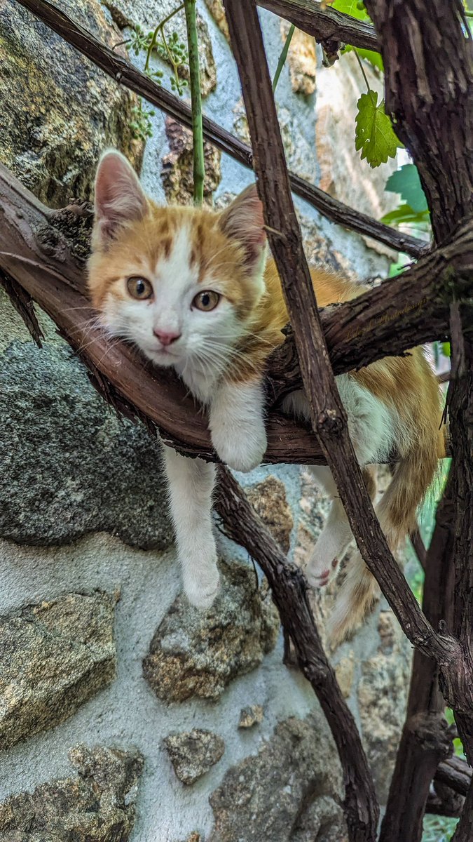 My kitten Leo enjoys the shade of the vine arbor...
#CatsOfTwitter 
🐱