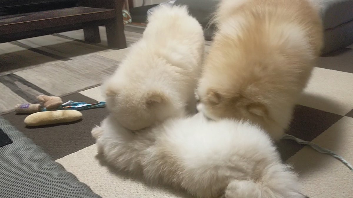 なんか落ちてるね
取り合えず 匂い嗅いどこ
