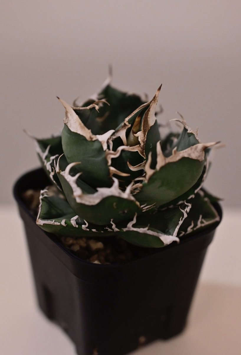 PlanetLambda's tweet photo. 御茶ノ水のPLANET ROCK PLANTSさんで初アガベを買ってきた。
SAD(Agave titanota South African Diamond)という品種で、深い緑と白やベージュの棘のコントラストがカッコいい。 https://t.co/jbazeJcT63