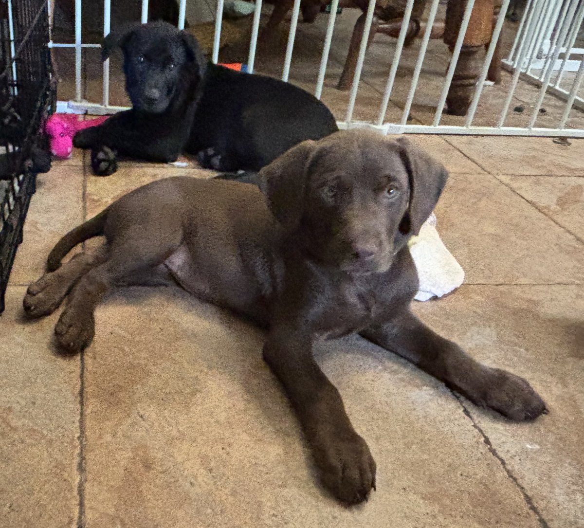 GG_Lab_Rescue's tweet image. Ten 8-week-old Lab mix puppies -- Five males and five females.  Eat, play, poop, repeat! These cuties are adoprable but will need a lot of attention, training and exercise as they mature. #goodgirl #goodboy
