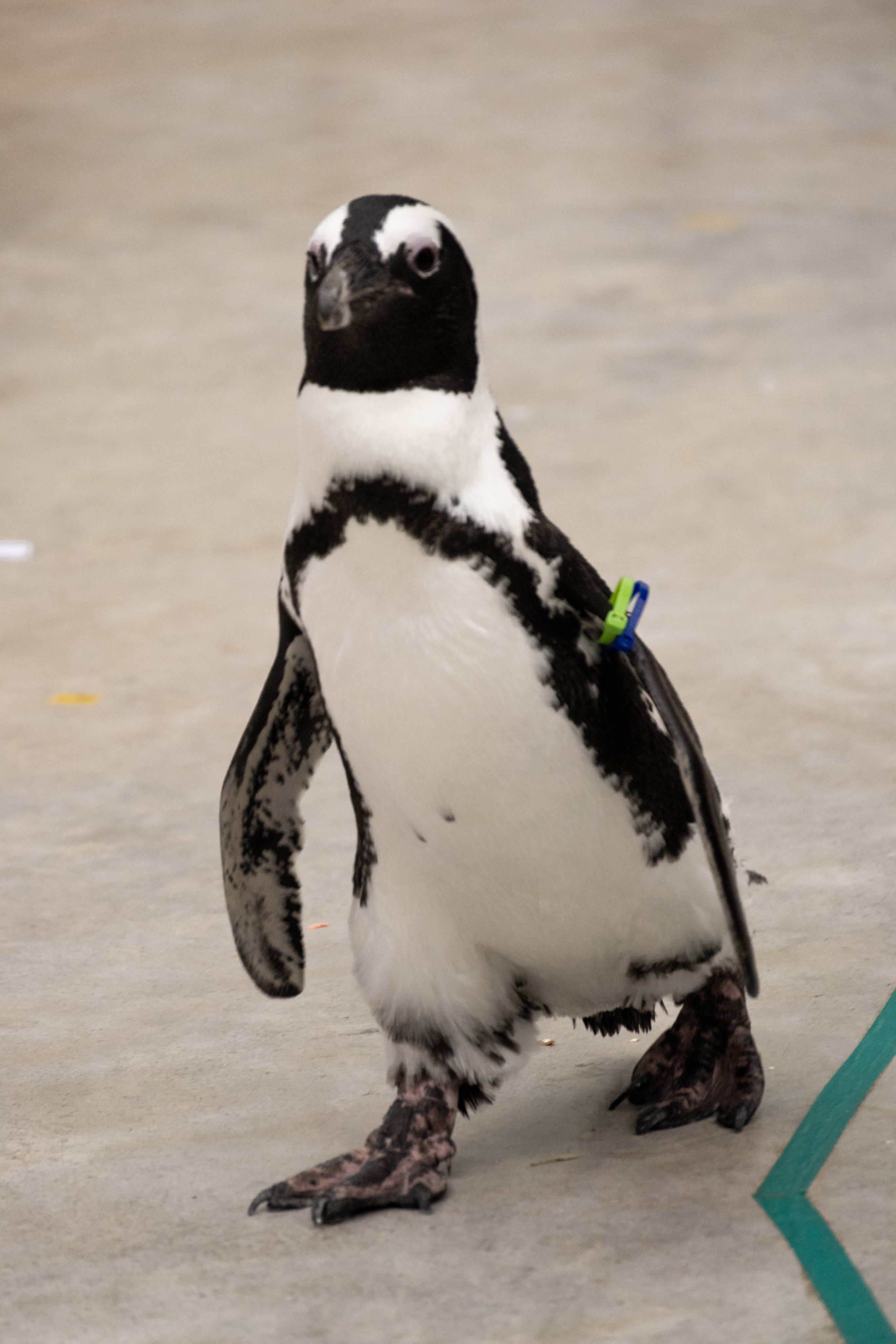 Friendswithyou ペンギン 【公式通販】