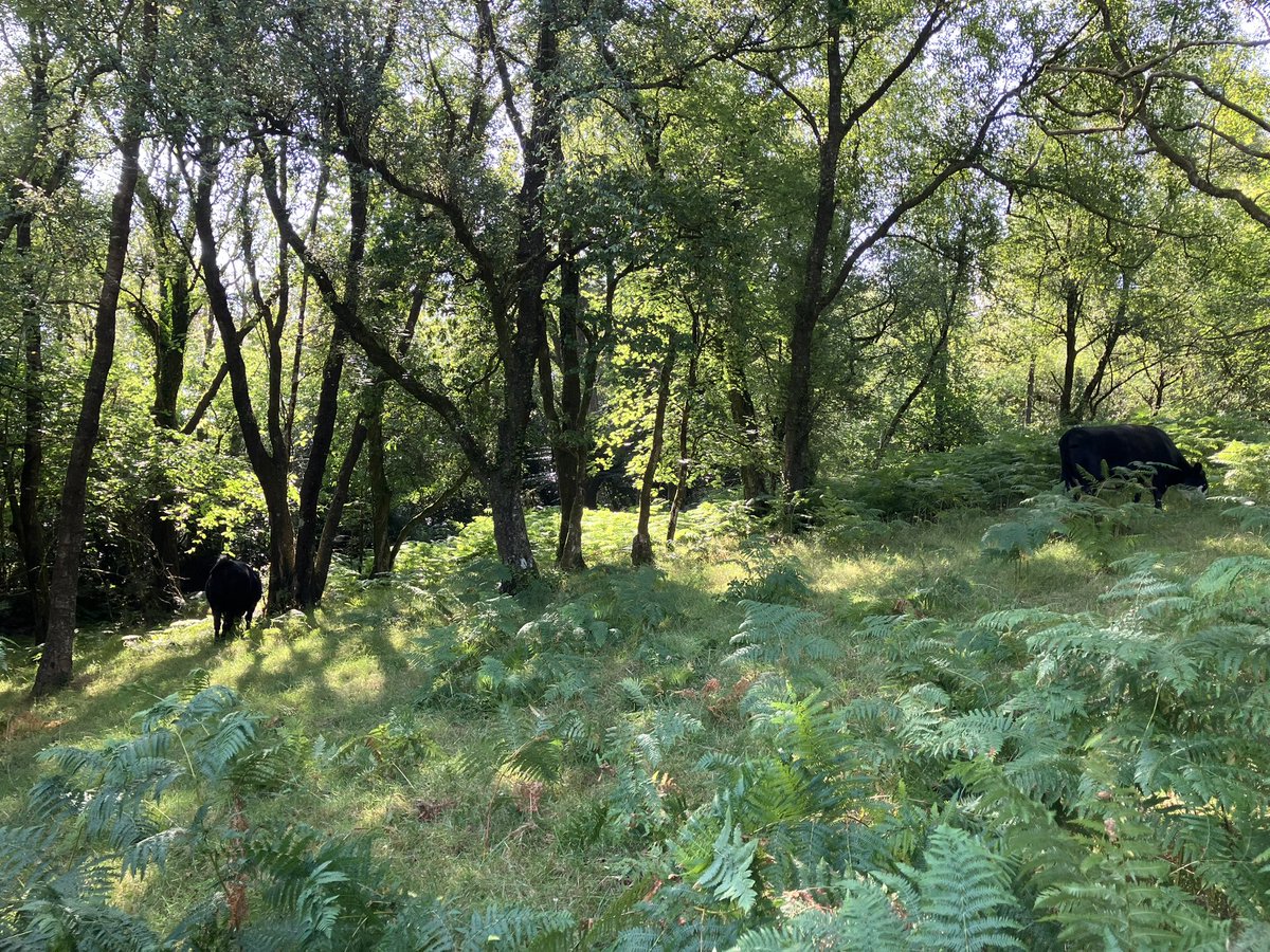 You know I bang on about mixed mosaic habitats and grazing in woods and low input farming (or I used to before the peat map!)

Well this is why

It’s Heaven

Shade, food (including browse), respite from the worst of the flies.
The cows are so happy in the woods on hot summer days