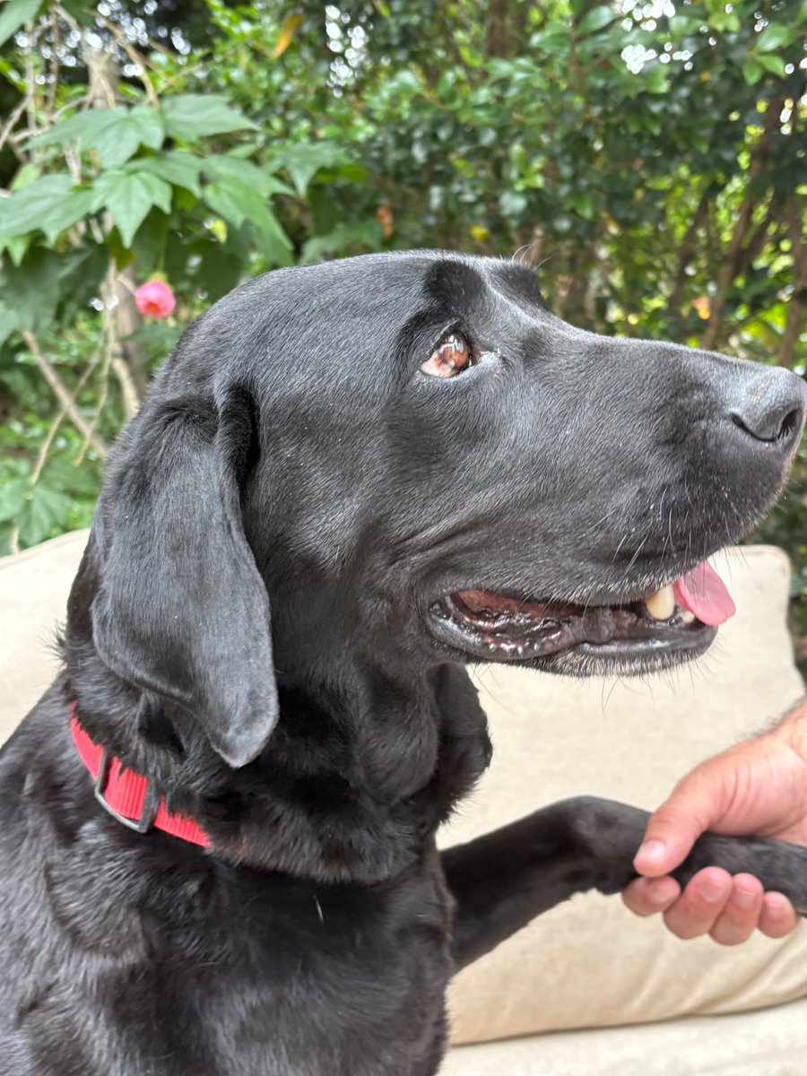 GG_Lab_Rescue's tweet image. Blue: 7 year-old black Labrador, 65 Pounds, Spay is scheduled in late August.We want Blue in a home where she won&apos;t be left for long stretches of the day. A stay-at-home parent, families who work from home or families who can take her to work with them would be ideal.
