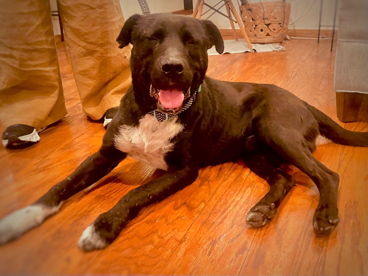 Eduardo Alcaraz (@e_alcarazp) on Twitter photo Perro encontrado en Av. Luis Cabrera y Periférico. Es macho, no tiene correa y tenia unas pequeñas heridas ya curadas.
<a href="/AmorSinRaza/">AmorSinRaza</a> <a href="/RescateAnimal/">Rescate Animal</a> Perro encontrado en Av. Luis Cabrera y Periférico. Es macho, no tiene correa y tenia unas pequeñas heridas ya curadas.
<a href="/AmorSinRaza/">AmorSinRaza</a> <a href="/RescateAnimal/">Rescate Animal</a>