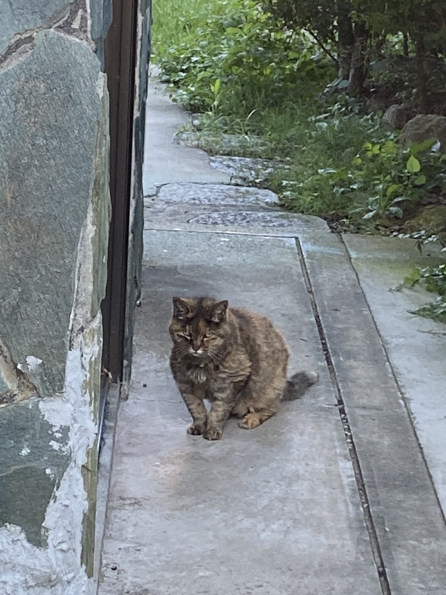 ねこ先輩 on X: 