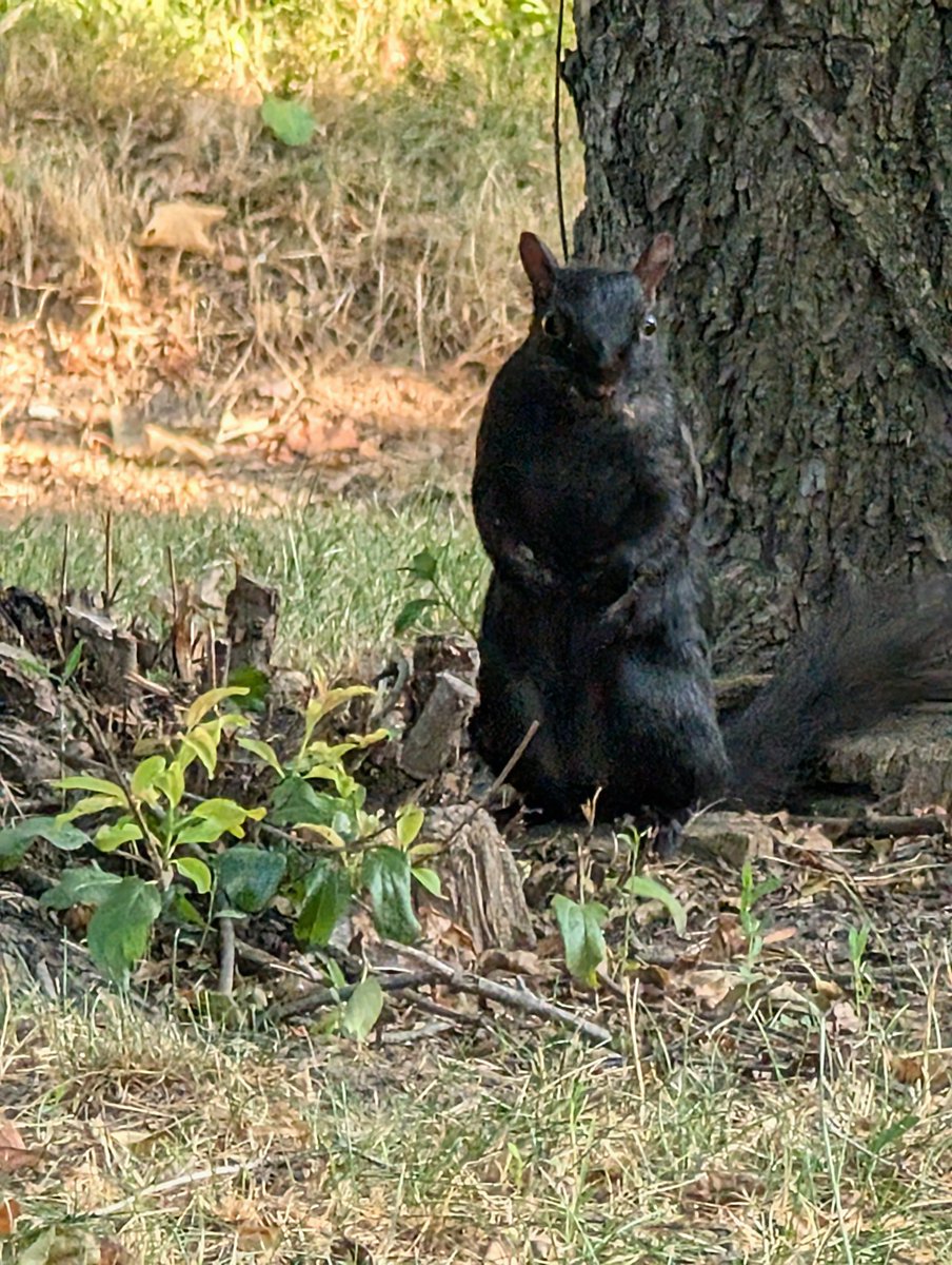 This dude stared me down at the end of my run this AM.