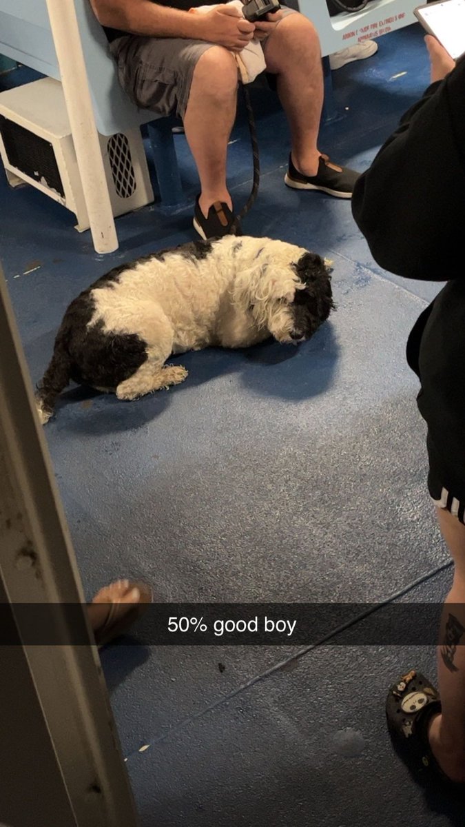 Giving him half a treat. Any objections? #LANK