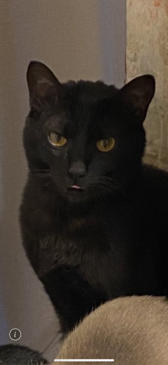 kkoto_'s tweet photo. 助けて下さい

飼い猫ちゃんが長野県須坂インター前にて迷子です。
お見かけしたという情報だけでもご連絡頂きたいです。
#拡散希望 
黒猫 
6歳程度
男の子
首輪なし
尻尾は長く 毛は短い
ジャガーの様なかっこいいお顔立ち

まるくん
#長野県 #須坂市 #猫ちゃん迷子 #猫迷子 #迷子ペット #迷子猫 https://t.co/a7Fm0VWKRs