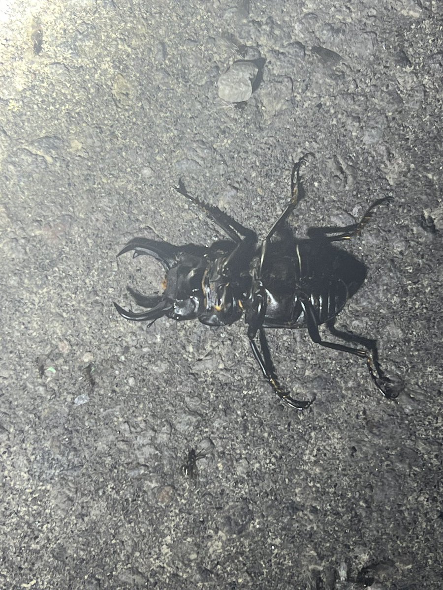 期待したけど近寄ったら違った…。