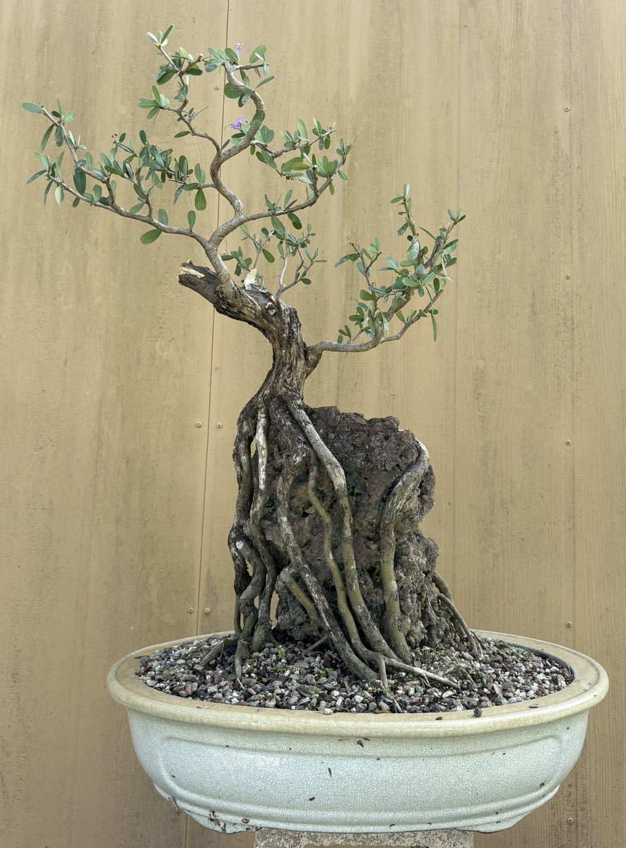 Emblem Bonsai tweet media