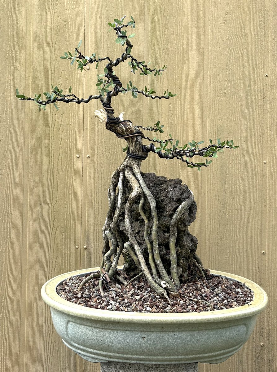 Emblem Bonsai tweet media