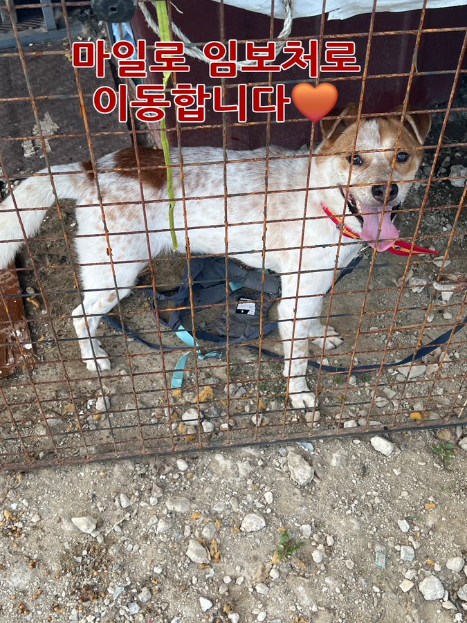milolucky5's tweet photo. 잘생긴 마일로 사진 끌올!

마일로 임보 초기부터 다시 쭉 보면
많이 안 변한 듯 많이 변한 거 같기도 해요
외모가 젤루 안 변한 듯
구조 전이나 지금이나 비스무리

표정은 좋아졌어요😁

#가족찾는마일로 https://t.co/eBCJsyJikh