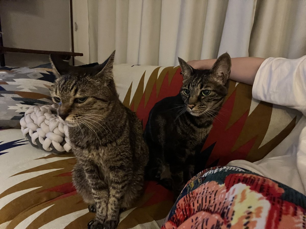 ソファに座って映画を観ていたら、2人とも近くに来てくれる◎尊すぎて気絶もんやん(°_°)

レオくんは今日たくさん食べてくれて吐いてない。
えらいぞ◎

#深夜の映画鑑賞　#尊い生き物たち
#ハイシニア猫