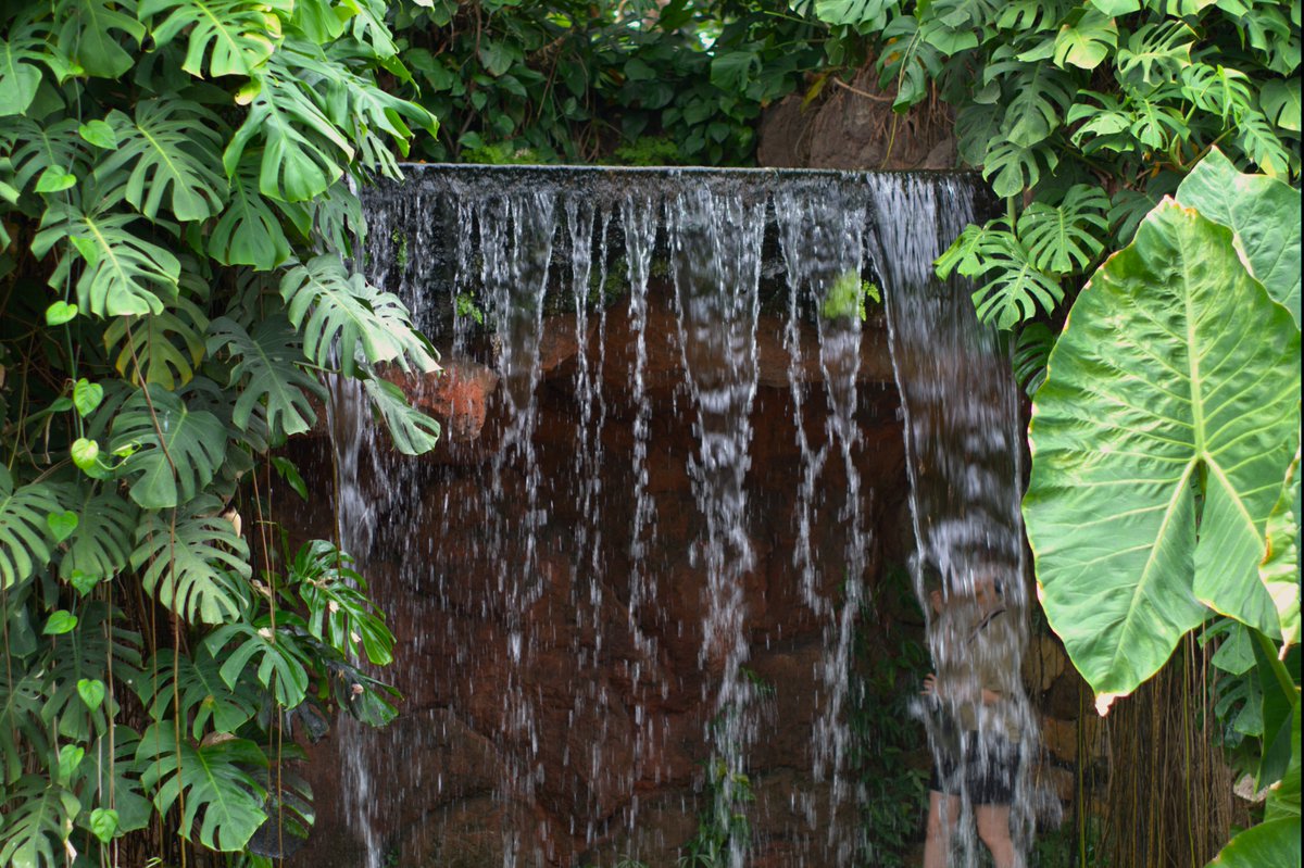 ryuujouteitoku's tweet photo. 夢の島熱帯植物館(@yumenetsu)を満喫してきた。
こっからめっちゃ写真連投します。
機材は全共通で
カメラ:PENTAx K-S2
レンズ:smc PENTAX FA50/1.4
好きな写真があったらぜひ教えてね!
#PentaxGreen #PentaxKs2 #smcPentaxFA50 #PentaxRed #PentaxColors https://t.co/LfWJThQKbe