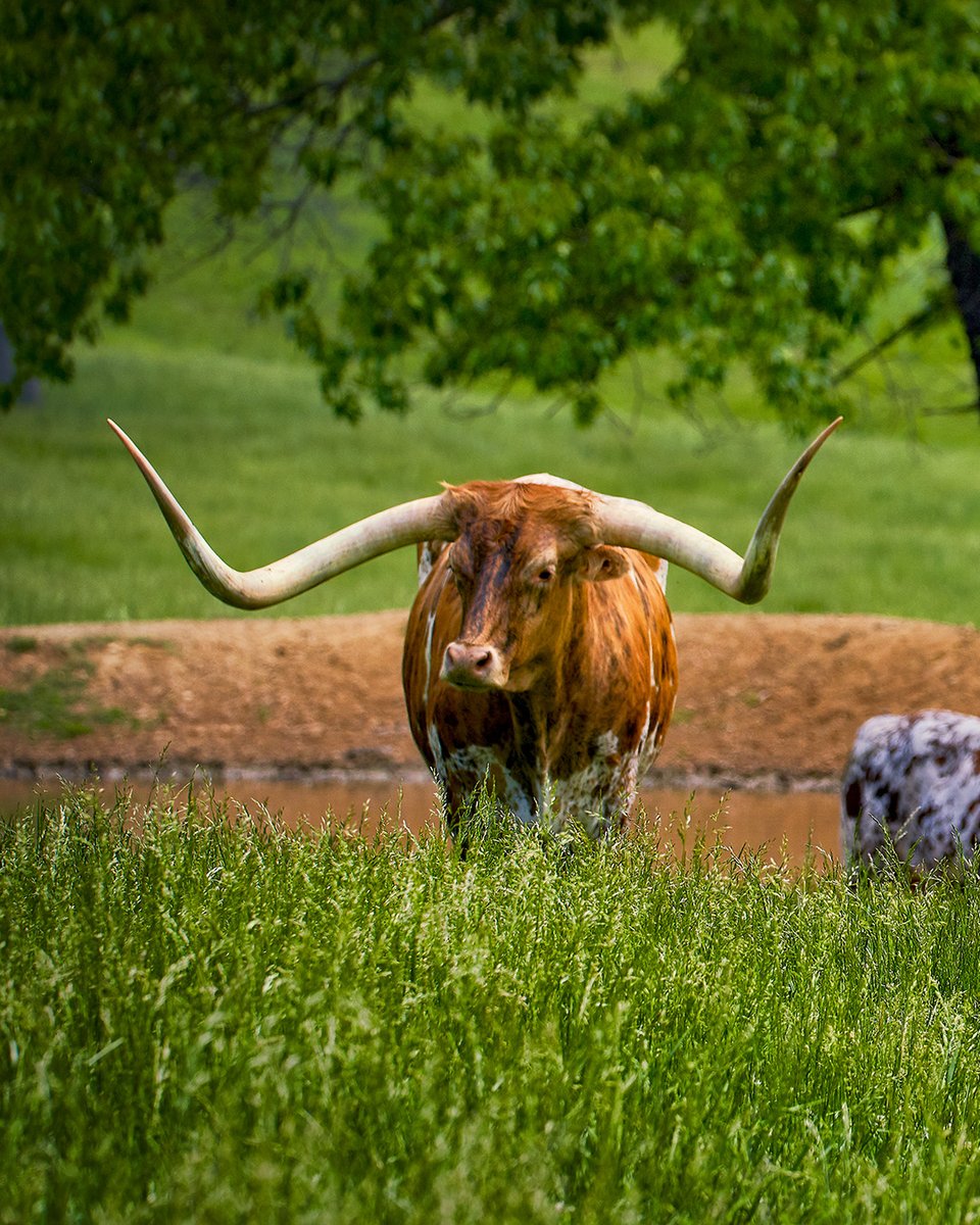 Which animal is your favorite to see in the pasture?