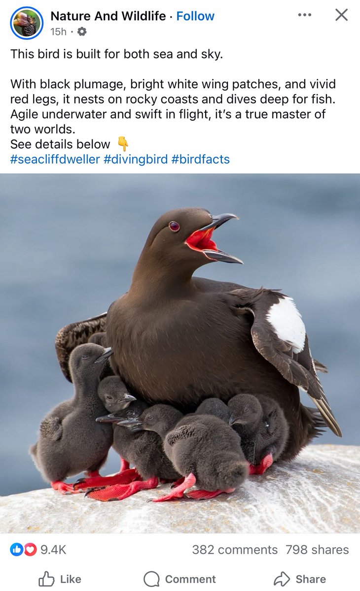 I took a real photograph on a remote island - and got 6 likes.

This person wrote an AI prompt and lied - and got 9.4K likes.

Please support real photographers - like me - by liking and sharing their work. Thank you.