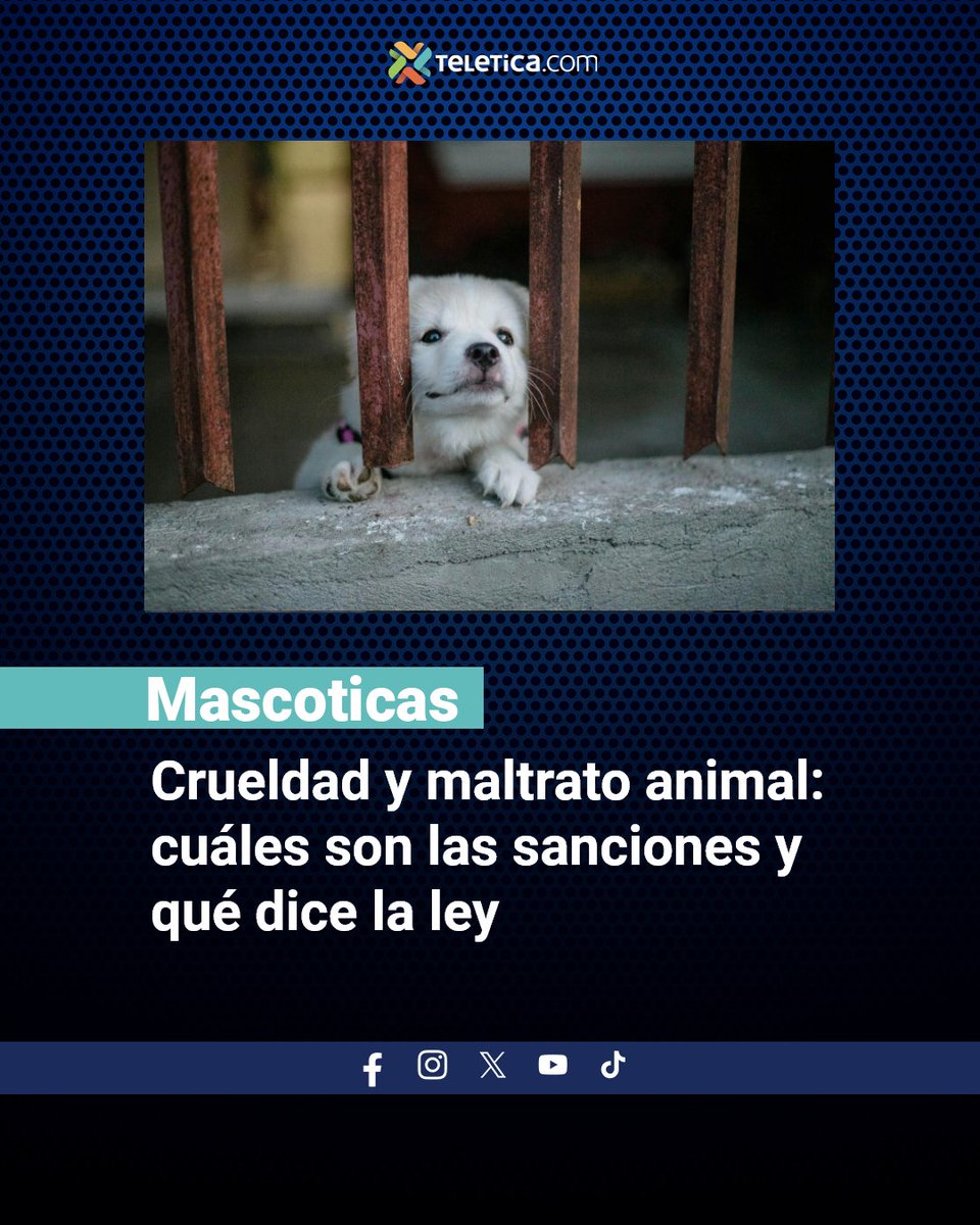 Nota completa: ow.ly/H8Cl50WCrKn. | Tras un caso reciente en Moravia, autoridades, expertos y grupos animalistas explican los procesos judiciales y las penas que enfrentan quienes maltratan a sus animales en Costa Rica.
