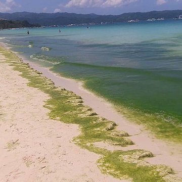 Australia’s algal bloom ‘one of the worst marine disasters in living memory’ #algae #Australia #marineconservation

naturalworldfund.com/australias-alg…
