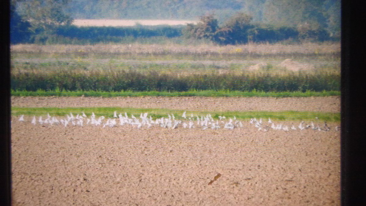 Really nice morning for the WeBs at Reads Island. Ringed Plover not easy to count roosting in the nearby arable but at least 130, also 173 Curlew, 200 Redshank, 412 Avocet, Spot Red, 2 Grey Plover, Turnstone and Greenshank. #eastcoastwetlands <a href="/humber/">humber</a>