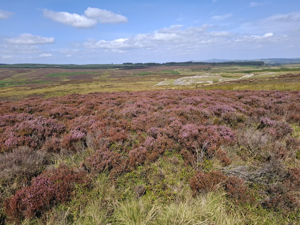 Dusty trails, blue skies and purple surroundings = my perfect Sunday ride

#Mtb #northwales