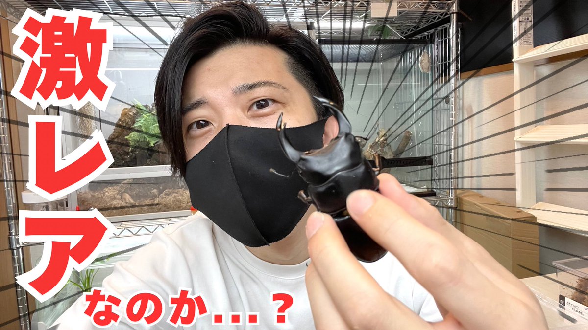 ▼YouTube更新

とんでもないオオクワが出てきた...！
youtu.be/8BIiIKE2meI

フォロー＆RPでRAFchステッカー当たります🎯
本日も宜しくお願いします🤲