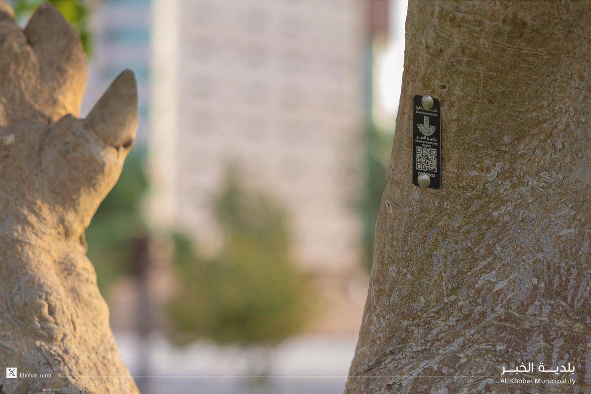 Khobar_mun's tweet image. #بلدية_الخبر  

#الخبر أول مدينة خضراء ذكية بتوثيق ورقمنة أكثر من 100 الف شجرة عبر بطاقات ترقيم الكترونية على جذوع الأشجار تتضمن معلومات تفصيلية عن الشجرة وموقعها وأهميتها وامكانية العناية بها وذلك باللغتين العربية والانجليزية
