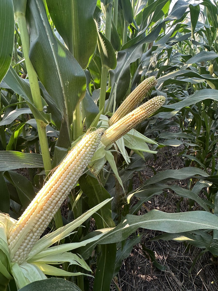 Defund the USDA 2.0 tweet media