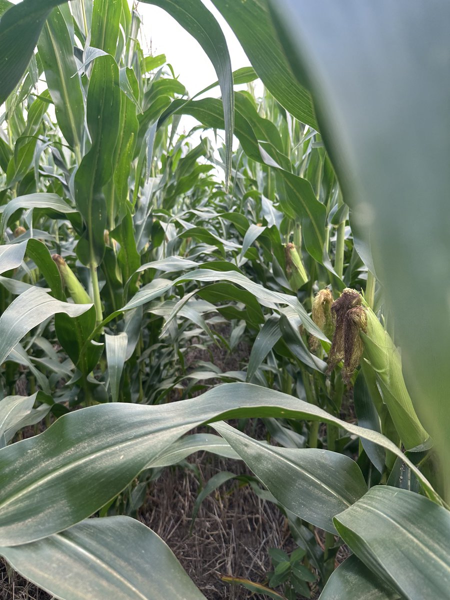 Defund the USDA 2.0 tweet media