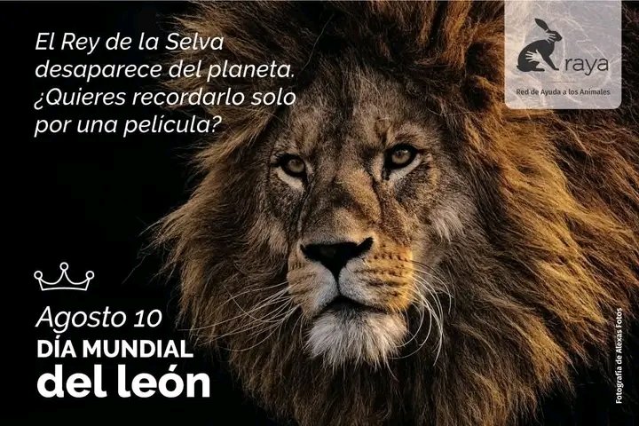 Yorqui Navarro Pérez (@yorquinavarro) on Twitter photo ☑️El 10 de agosto se celebra el Día Mundial del León, el Rey de la Selva, con la finalidad de generar conciencia de conservación y alertar a la humanidad sobre su inminente peligro de extinción como especie.
#LatirAvileño
<a href="/AlfreMene37409/">Alfre Menendez</a> <a href="/JHGcasanova/">julio Heriberto Gómez Casanova</a> <a href="/Echemen5Alberto/">Alberto Echemendia Manzanares</a> <a href="/ivanc73/">Ivanc73</a> ☑️El 10 de agosto se celebra el Día Mundial del León, el Rey de la Selva, con la finalidad de generar conciencia de conservación y alertar a la humanidad sobre su inminente peligro de extinción como especie.
#LatirAvileño
<a href="/AlfreMene37409/">Alfre Menendez</a> <a href="/JHGcasanova/">julio Heriberto Gómez Casanova</a> <a href="/Echemen5Alberto/">Alberto Echemendia Manzanares</a> <a href="/ivanc73/">Ivanc73</a>