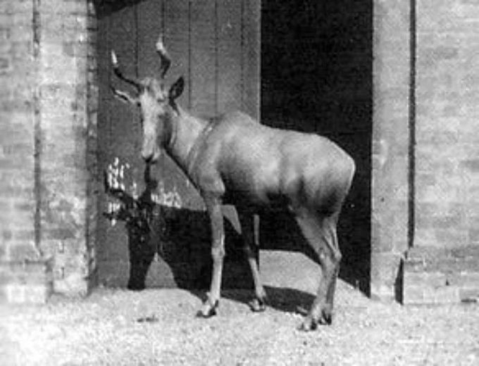 Los Animales MÁS RAROS y Extintos.

☣️Hilo NO apto para sensibles...

1. Hembra de antílope bubalino que vivió en el zoo de Londres desde el 4 de octubre de 1883 hasta el 27 de abril de 1897.
Fue declarada extinta en 1925.