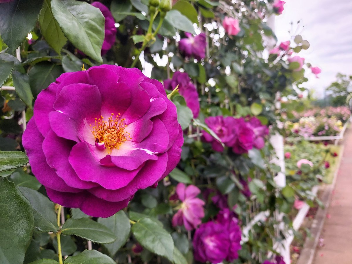 薔薇 ☆*.+゜ ジャガードバラ柄F 切り売り=1m単位 | 布生地専門イワキ