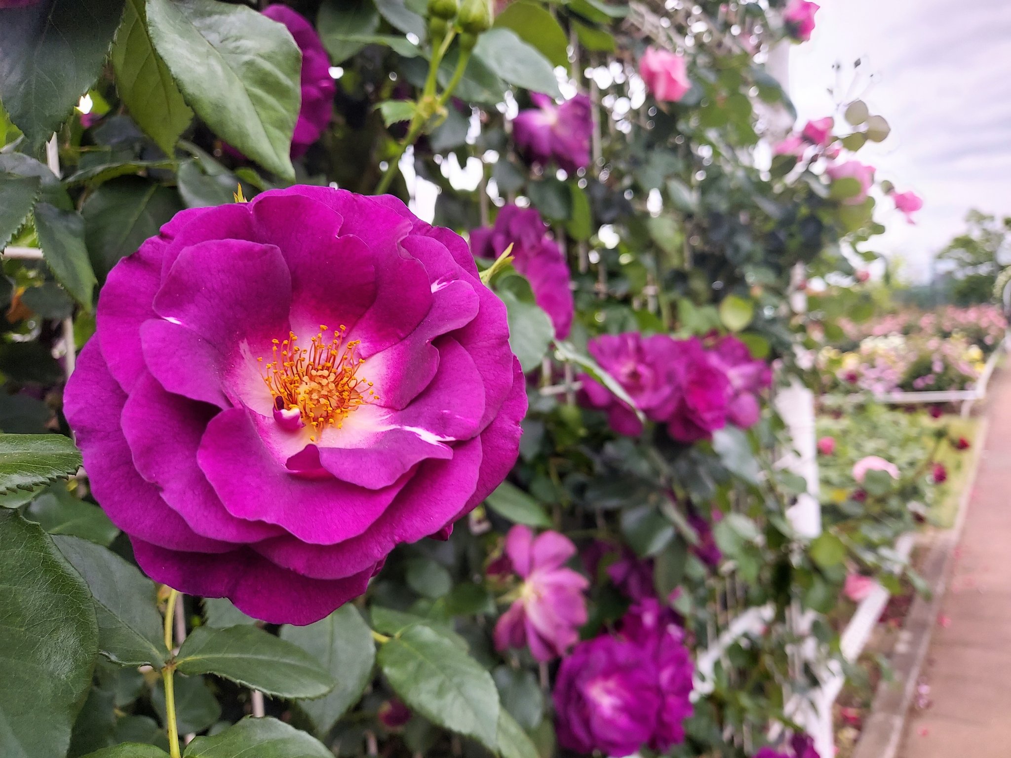 薔薇 ☆*.+゜ ead7b4d99c9c594a41d81cbd71c17a