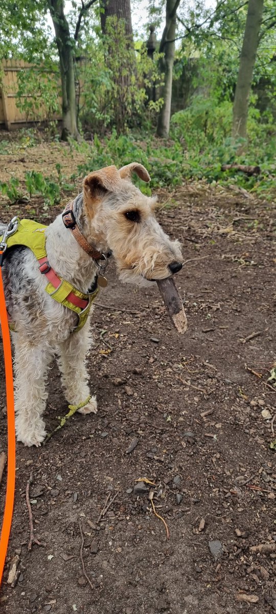 'Tis I, Winston Churchill and my cigar.

"We shall play on the beaches, we shall play on the landing grounds."

Only joking, pals! It's me!

- Flora 🐾