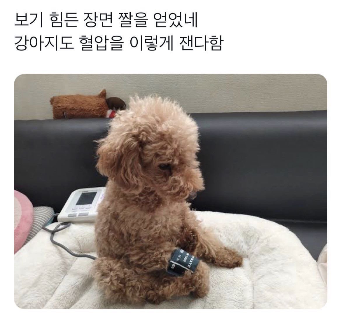 강아지 혈압 재는 거 처음 봄