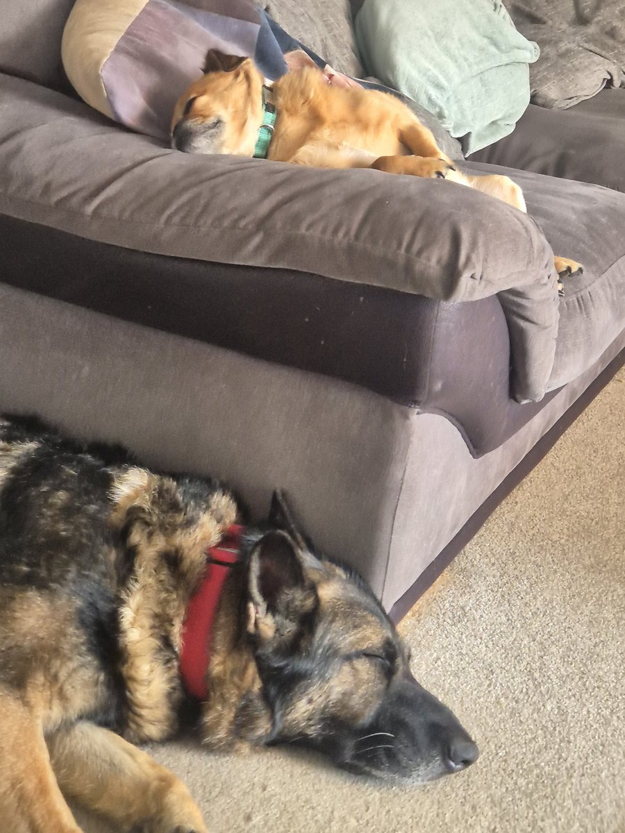 Snoozy sunny Sunday 🌞 💙🐾💙