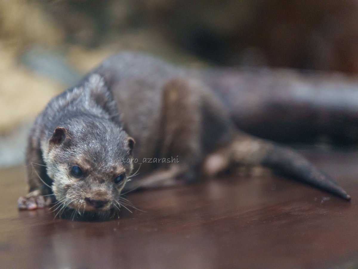 カワウソ FHSE0K5XwAATZVh.jpg