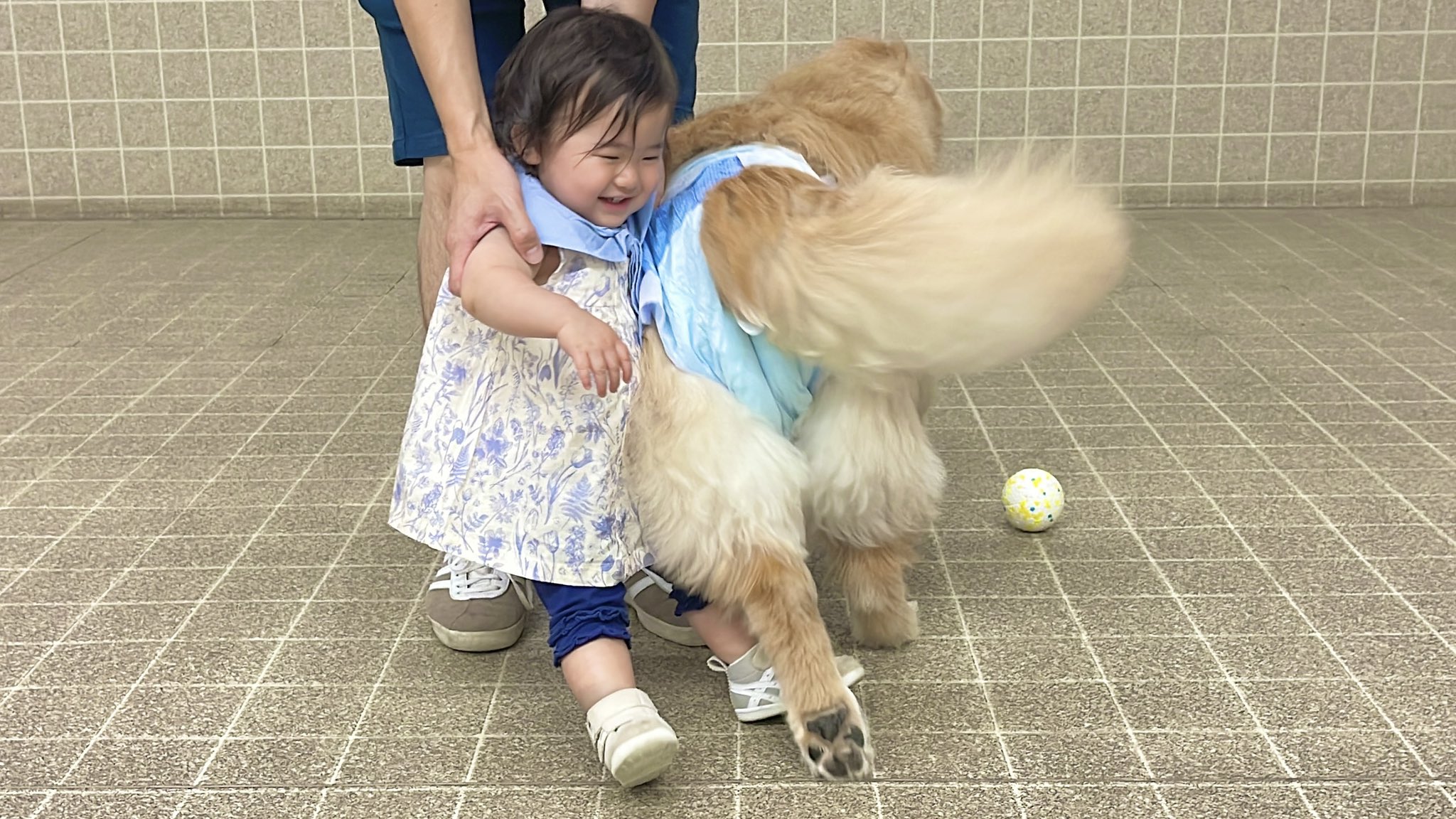 イロトリドリカップルかっぱっぱおまとめ Mame shiba UNI＆Golden retriever OKARA - YouTube