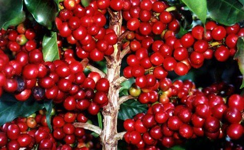 لايعرف هذه الثمرة الا القليل،!