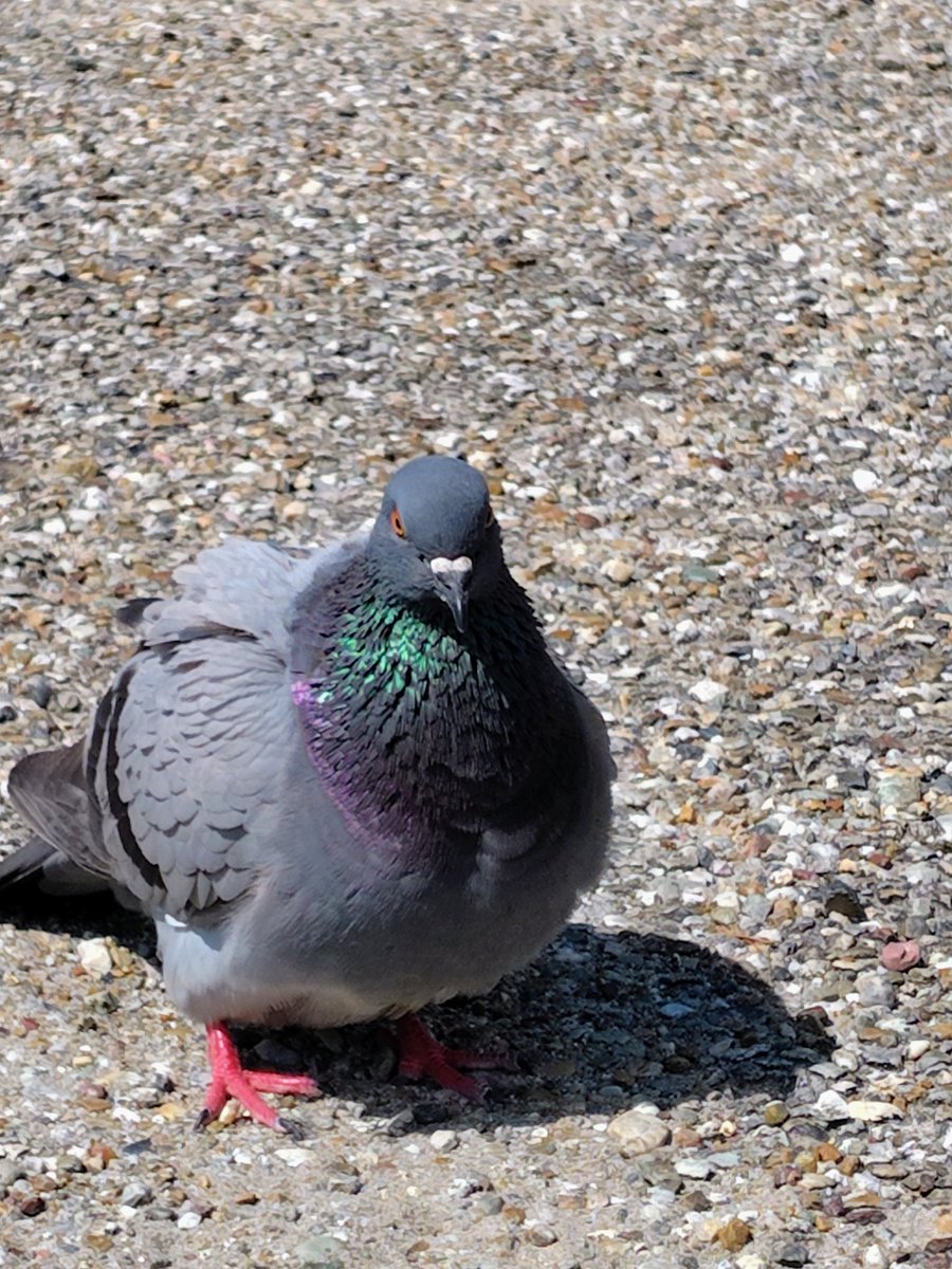 Lanikaiaumoe's tweet image. 真夏日の
いつもの公園
鳩の群(むれ)
蒸れる空気に
負けぬ眼力(めぢから)
#短歌
#tanka

名古屋の夏の湿度は異常に高い
蒸し風呂のよう
公園の群れをなす鳩達の
眼力は鋭いくらいに強く
暑さに負けず逞しい

#ハトの日
#鳩の日