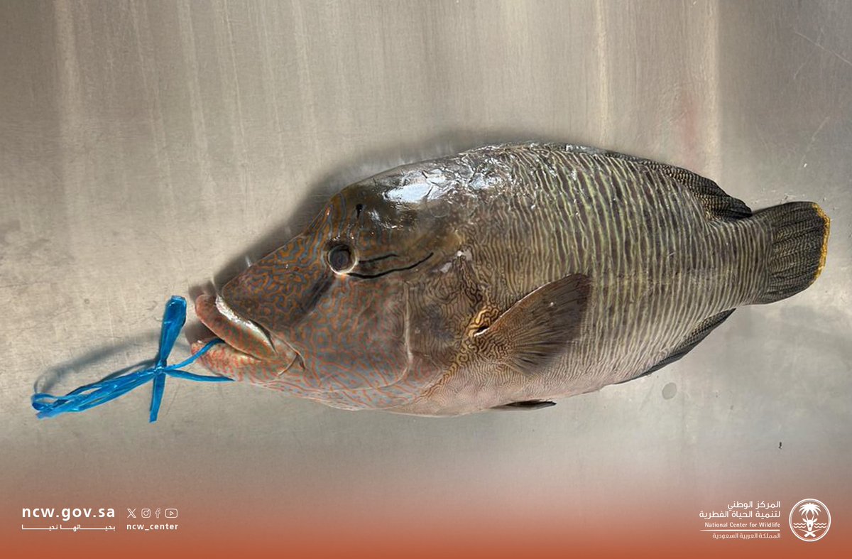 ضبط مفتشو المركز مخالفين لنظام البيئة ولوائحه التنفيذية في محافظة الرايس، بحوزتهم كائنات فطرية بحرية مهددة بالانقراض من نوع أسماك نابليون (طرباني)، وتم اتخاذ الإجراءات النظامية بحقهم.
#بحياتها_نحيا

NCW inspectors apprehended violators of the Environment Law and its executive