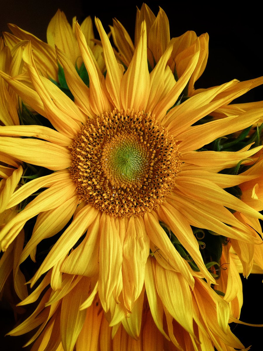 Маленькі сонця вдома 🌻