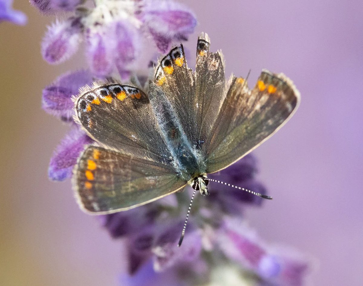 leescott26's tweet photo. A female Common Blue Butterfly on the garden Lavender #commonbluebutterfly @WorcsWT @Natures_Voice @Britnatureguide @BBCSpringwatch https://t.co/RQ2POjbWnV