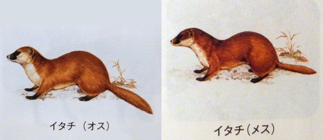 イタチに限らずこの手の話はよく聞きます。