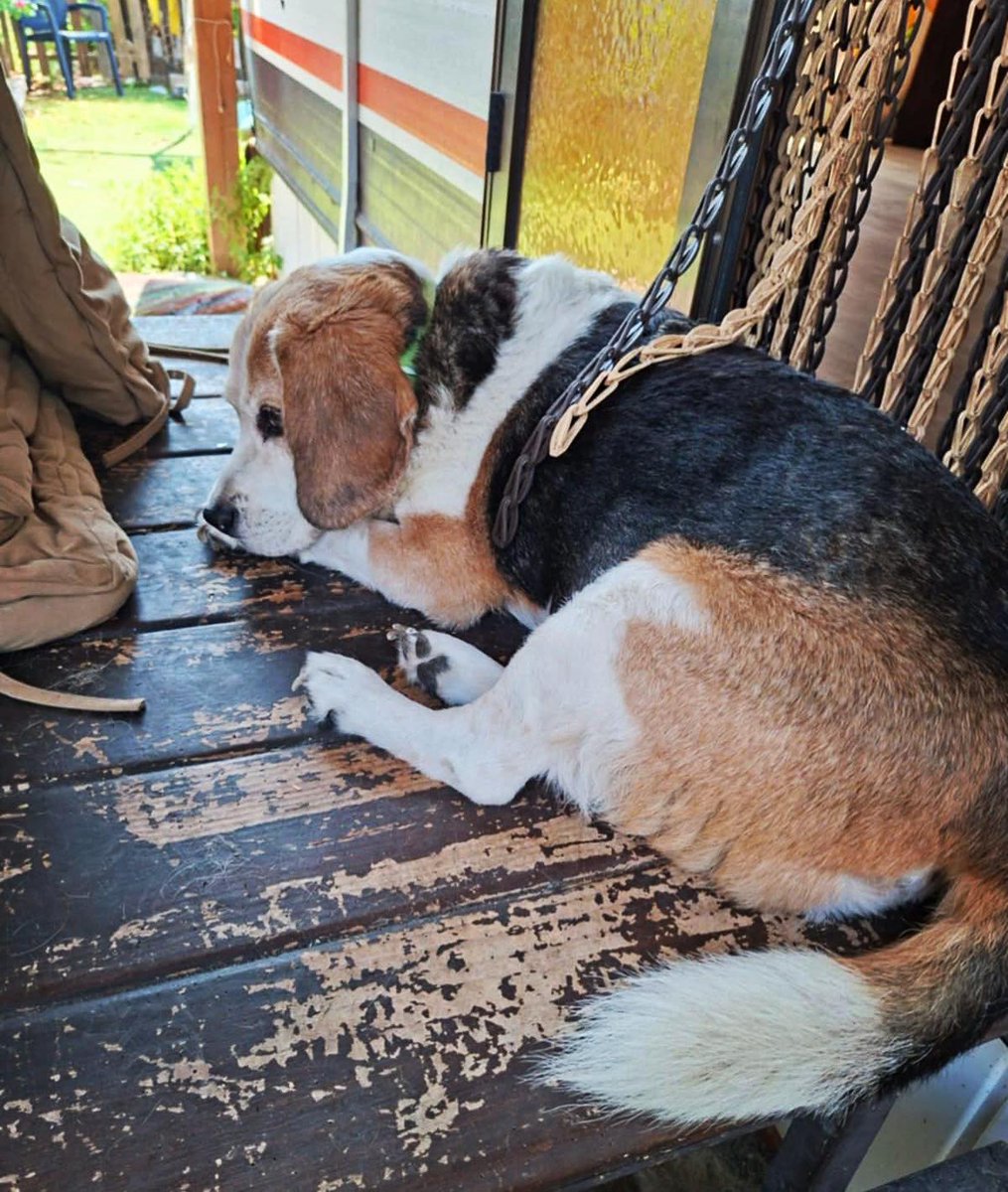 #Valencia
#TOBBY tiene 12 años. Su única humana ha enfermado y se tiene que marchar a su país.

Tenemos la semana que entra para encontrar un milagro; bien sea una acogida o una adopción, si no su futuro será terminar en la perrera... 

Tobby es un perro tranquilo, educado, sano,